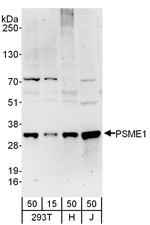 PSME1 Polyclonal Antibody