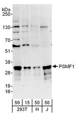 PSMF1 Polyclonal Antibody