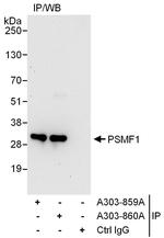 PSMF1 Antibody in Immunoprecipitation (IP)
