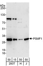 PSMF1 Polyclonal Antibody
