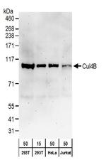Cul4B Polyclonal Antibody