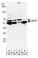 UBXD7 Polyclonal Antibody