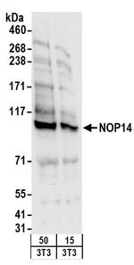 NOP14 Polyclonal Antibody