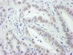 RPA32 Antibody in Immunohistochemistry (Paraffin) (IHC (P))