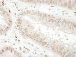 GAPDH Antibody in Immunohistochemistry (Paraffin) (IHC (P))