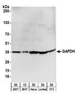GAPDH Antibody in Western Blot (WB)