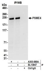 PSME4 Antibody in Immunoprecipitation (IP)