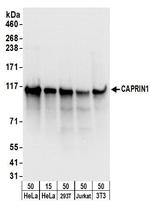 CAPRIN1 Polyclonal Antibody