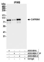 CAPRIN1 Antibody in Immunoprecipitation (IP)