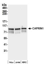 CAPRIN1 Polyclonal Antibody