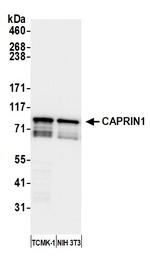 CAPRIN1 Antibody in Western Blot (WB)