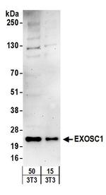 EXOSC1 Antibody in Western Blot (WB)
