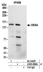 OSSA Antibody in Immunoprecipitation (IP)