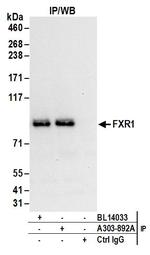 FXR1 Antibody in Immunoprecipitation (IP)