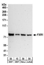 FXR1 Polyclonal Antibody