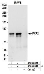 FXR2 Antibody in Immunoprecipitation (IP)