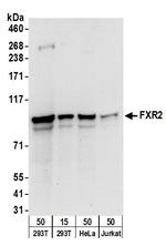 FXR2 Polyclonal Antibody