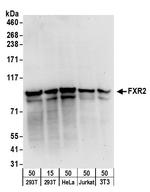FXR2 Polyclonal Antibody