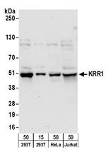 KRR1 Polyclonal Antibody