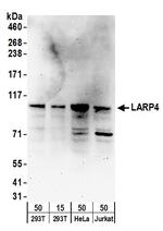 LARP4 Polyclonal Antibody