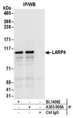 LARP4 Antibody in Immunoprecipitation (IP)