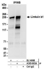 Limkain b1 Antibody in Immunoprecipitation (IP)