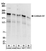 Limkain b1 Polyclonal Antibody