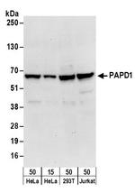 PAPD1 Polyclonal Antibody