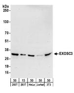 EXOSC3 Polyclonal Antibody