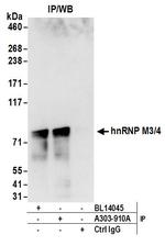 hnRNP M3/4 Antibody in Immunoprecipitation (IP)