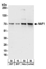 NAF1 Polyclonal Antibody