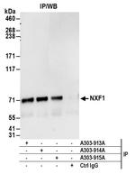 NXF1 Antibody in Immunoprecipitation (IP)
