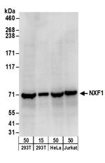 NXF1 Polyclonal Antibody