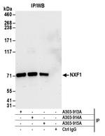 NXF1 Antibody in Immunoprecipitation (IP)