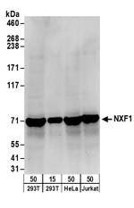 NXF1 Polyclonal Antibody