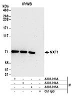 NXF1 Antibody in Immunoprecipitation (IP)