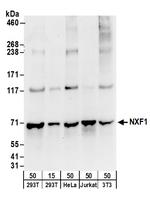 NXF1 Polyclonal Antibody