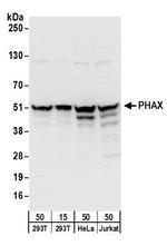 PHAX Polyclonal Antibody