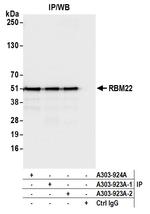 RBM22 Antibody in Immunoprecipitation (IP)
