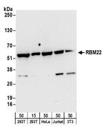 RBM22 Polyclonal Antibody