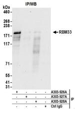 RBM33 Antibody in Immunoprecipitation (IP)