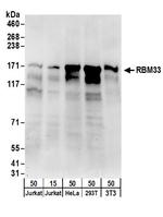 RBM33 Polyclonal Antibody