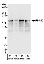 RBM33 Polyclonal Antibody