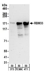 RBM33 Antibody in Western Blot (WB)