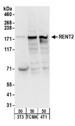RENT2 Antibody in Western Blot (WB)