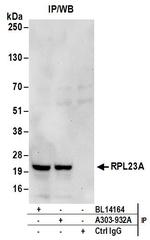 RPL23A Antibody in Immunoprecipitation (IP)