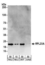 RPL23A Polyclonal Antibody