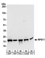 RPS11 Antibody in Western Blot (WB)
