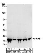 RPS11 Antibody in Western Blot (WB)