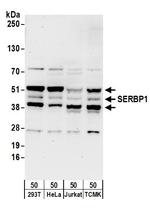 SERBP1 Antibody in Western Blot (WB)